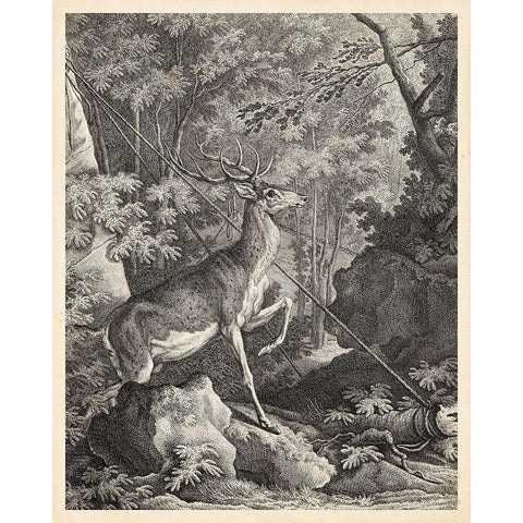 Woodland Deer VII Black Modern Wood Framed Art Print with Double Matting by Ridinger