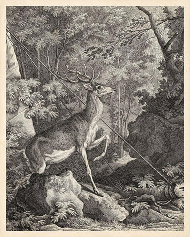 Woodland Deer VII White Modern Wood Framed Art Print with Double Matting by Ridinger