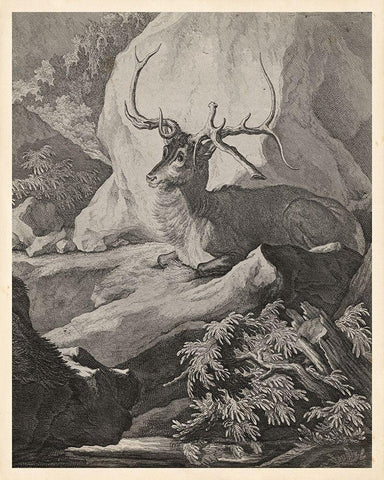 Woodland Deer VIII White Modern Wood Framed Art Print with Double Matting by Ridinger