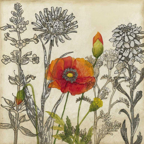 Emerging Poppy White Modern Wood Framed Art Print with Double Matting by Meagher, Megan