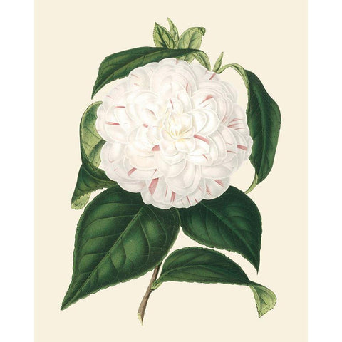 Antique Camellia I Black Modern Wood Framed Art Print with Double Matting by Houtte, Van
