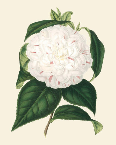 Antique Camellia I Black Ornate Wood Framed Art Print with Double Matting by Houtte, Van