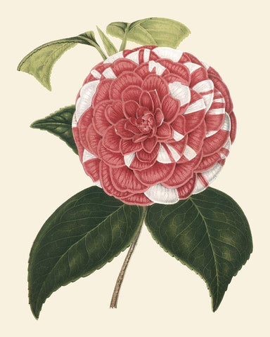 Antique Camellia II Black Ornate Wood Framed Art Print with Double Matting by Houtte, Van