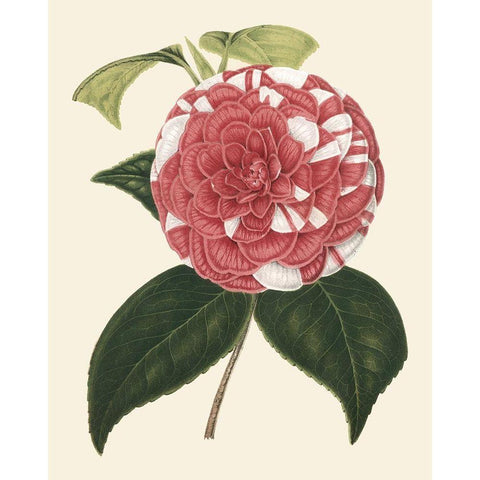 Antique Camellia II Black Modern Wood Framed Art Print with Double Matting by Houtte, Van