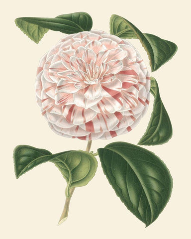 Antique Camellia III Black Ornate Wood Framed Art Print with Double Matting by Houtte, Van
