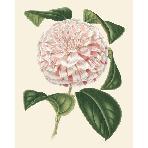 Antique Camellia III White Modern Wood Framed Art Print by Houtte, Van