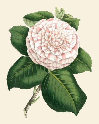 Antique Camellia IV Black Ornate Wood Framed Art Print with Double Matting by Houtte, Van