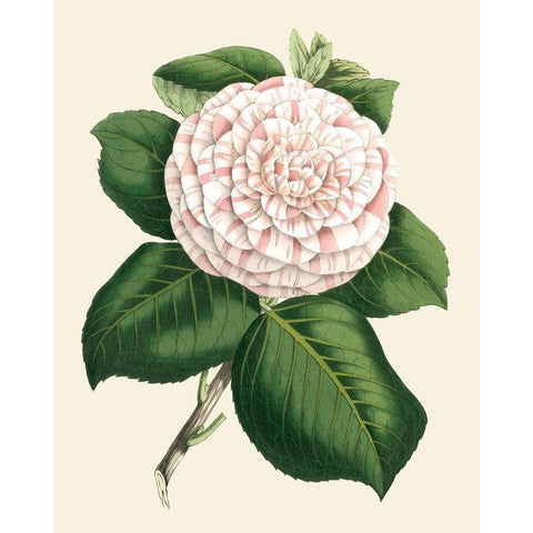 Antique Camellia IV Black Modern Wood Framed Art Print by Houtte, Van
