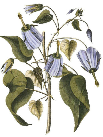 Lavender Floral I Black Ornate Wood Framed Art Print with Double Matting by Vision Studio