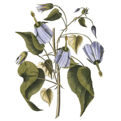 Lavender Floral I Black Modern Wood Framed Art Print by Vision Studio