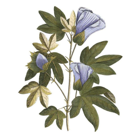 Lavender Floral II Black Modern Wood Framed Art Print with Double Matting by Vision Studio