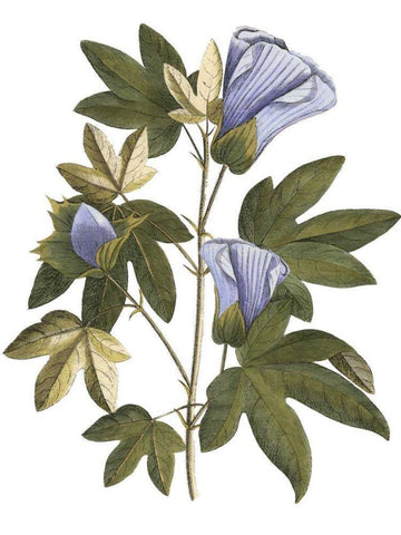 Lavender Floral II Black Ornate Wood Framed Art Print with Double Matting by Vision Studio