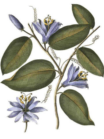 Lavender Floral III Black Ornate Wood Framed Art Print with Double Matting by Vision Studio