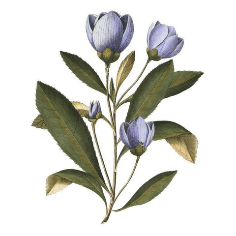 Lavender Floral IV White Modern Wood Framed Art Print by Vision Studio