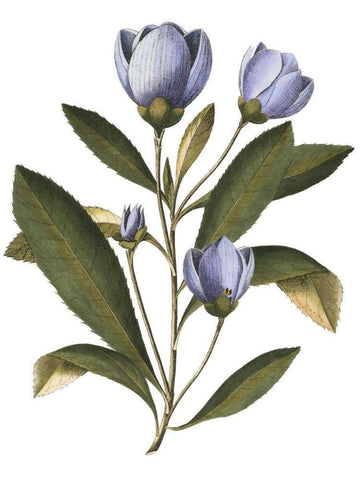 Lavender Floral IV White Modern Wood Framed Art Print with Double Matting by Vision Studio