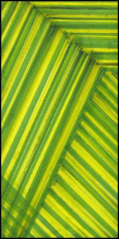 Line Study Green Black Ornate Wood Framed Art Print with Double Matting by McMullen, Charles