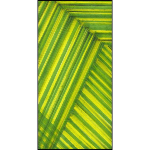 Line Study Green Black Modern Wood Framed Art Print with Double Matting by McMullen, Charles