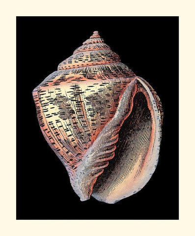 Treasures of the Sea V White Modern Wood Framed Art Print with Double Matting by Redoute, Pierre