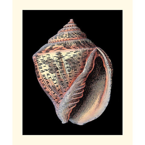 Treasures of the Sea V Black Modern Wood Framed Art Print with Double Matting by Redoute, Pierre