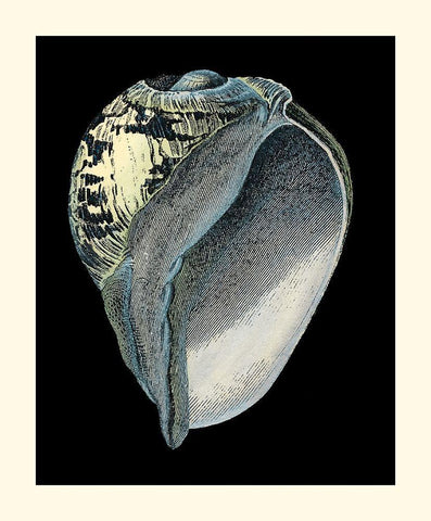 Treasures of the Sea VI Black Ornate Wood Framed Art Print with Double Matting by Redoute, Pierre