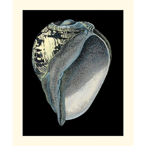 Treasures of the Sea VI White Modern Wood Framed Art Print by Redoute, Pierre