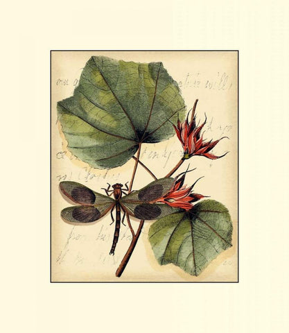 Petite Dragonflies I Black Ornate Wood Framed Art Print with Double Matting by Vision Studio