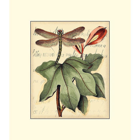 Petite Dragonflies II Black Modern Wood Framed Art Print with Double Matting by Vision Studio