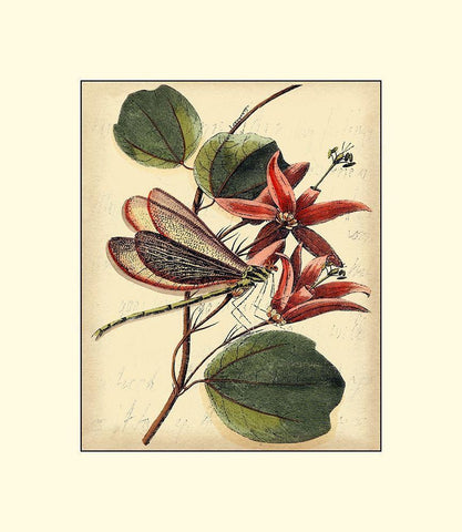 Petite Dragonflies III White Modern Wood Framed Art Print with Double Matting by Vision Studio