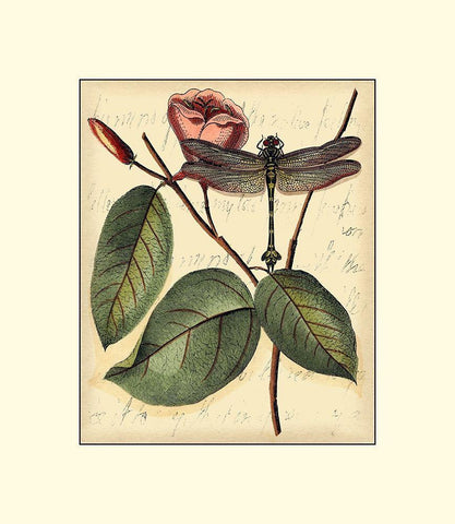 Petite Dragonflies IV Black Ornate Wood Framed Art Print with Double Matting by Vision Studio