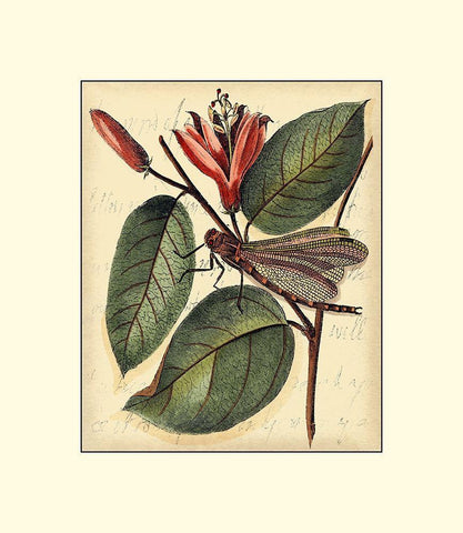 Petite Dragonflies V Black Ornate Wood Framed Art Print with Double Matting by Vision Studio