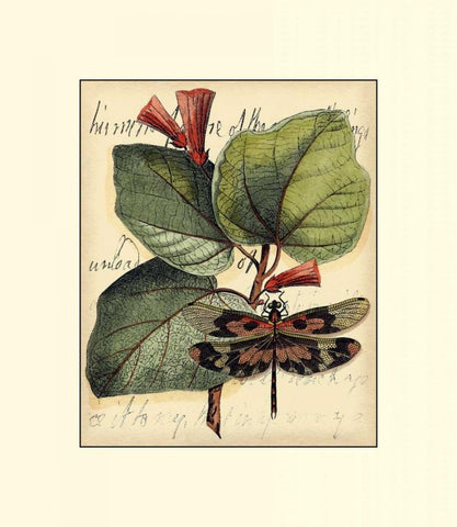 Petite Dragonflies VI White Modern Wood Framed Art Print with Double Matting by Vision Studio