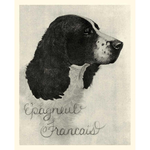 B and W Epagneul Francais Gold Ornate Wood Framed Art Print with Double Matting by Vision Studio