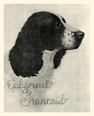 B and W Epagneul Francais Black Ornate Wood Framed Art Print with Double Matting by Vision Studio