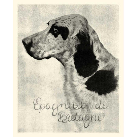 B and W Epagneul de Bretagne Black Modern Wood Framed Art Print by Vision Studio
