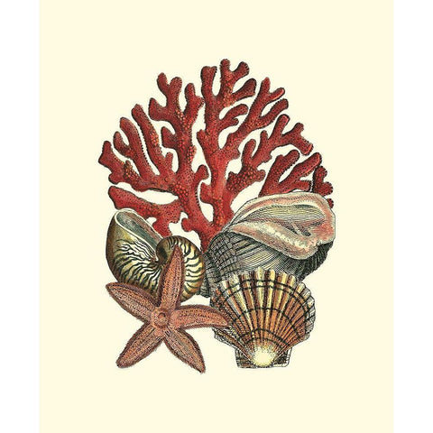 Coral Medley I Black Modern Wood Framed Art Print with Double Matting by Vision Studio