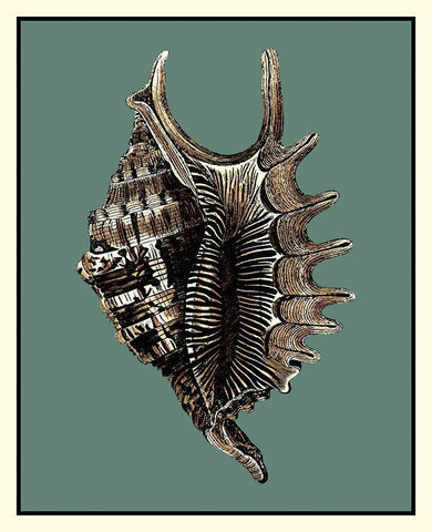 Oceans Treasure V Black Ornate Wood Framed Art Print with Double Matting by Vision Studio