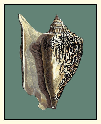 Oceans Treasure VI Black Ornate Wood Framed Art Print with Double Matting by Vision Studio