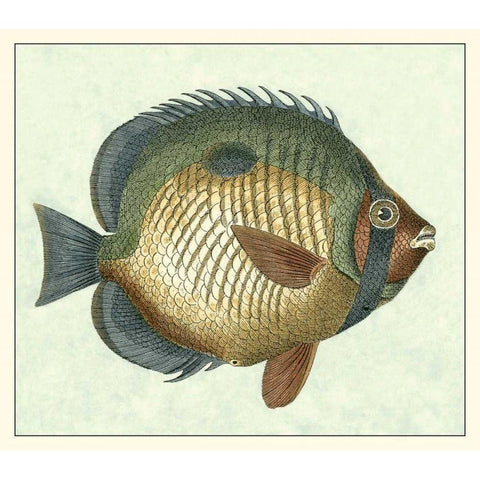 Butterfly Fish I White Modern Wood Framed Art Print by Vision Studio