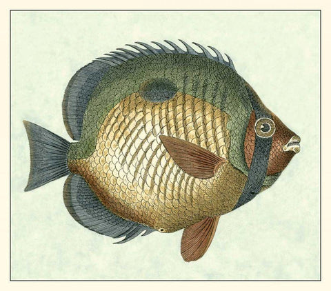 Butterfly Fish I White Modern Wood Framed Art Print with Double Matting by Vision Studio