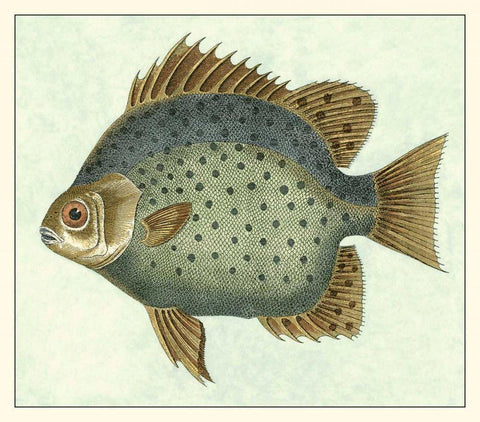 Butterfly Fish II White Modern Wood Framed Art Print with Double Matting by Vision Studio