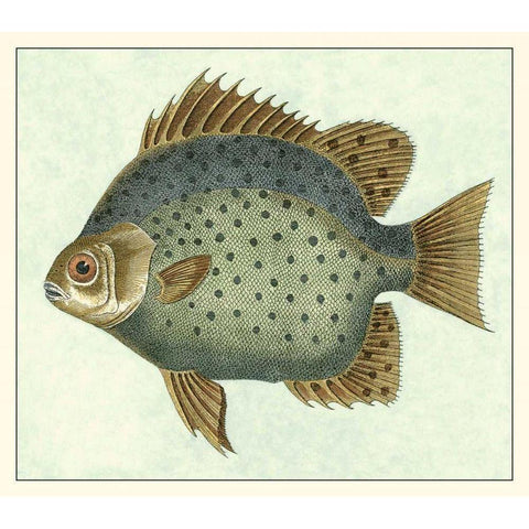 Butterfly Fish II Black Modern Wood Framed Art Print by Vision Studio