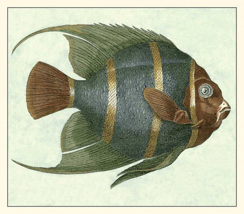 Angel Fish I White Modern Wood Framed Art Print with Double Matting by Vision Studio