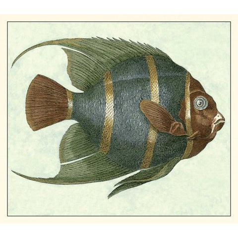 Angel Fish I Black Modern Wood Framed Art Print by Vision Studio