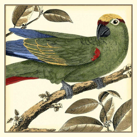 Tropical Parrot I Black Modern Wood Framed Art Print by Martinet