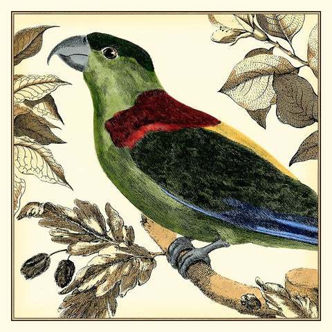 Tropical Parrot IV Black Ornate Wood Framed Art Print with Double Matting by Martinet