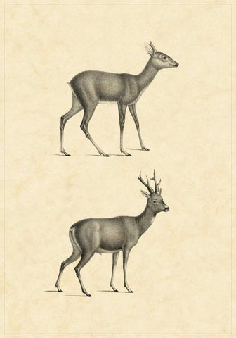 Vintage Deer I White Modern Wood Framed Art Print with Double Matting by Vision Studio