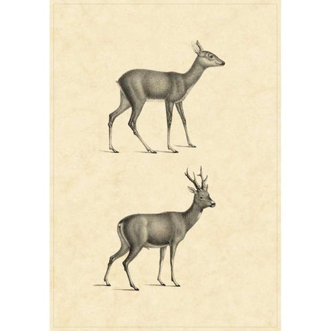 Vintage Deer I Black Modern Wood Framed Art Print with Double Matting by Vision Studio