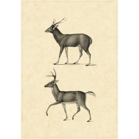 Vintage Deer II Black Modern Wood Framed Art Print with Double Matting by Vision Studio