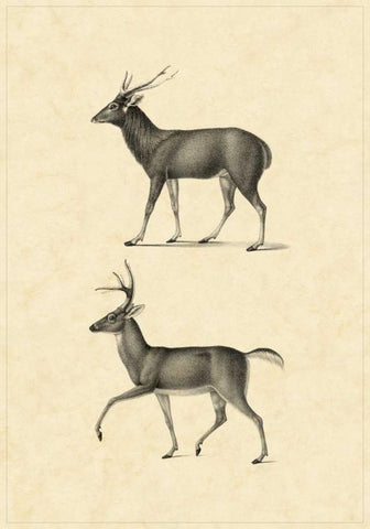 Vintage Deer II White Modern Wood Framed Art Print with Double Matting by Vision Studio