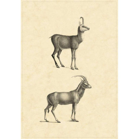 Vintage Antelope White Modern Wood Framed Art Print by Vision Studio